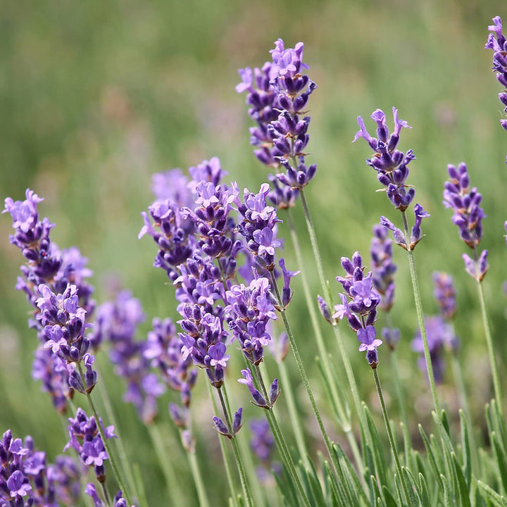 Flower Seeds, Seeds,Seeds For Planting,Plant Seeds