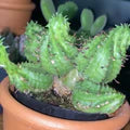 Euphorbia Spiralis Flower Seeds for Planting – Heirloom, Non-GMO, Colorful Display Garden Seeds
