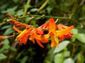 Orange Crocosmia Flower Seeds for Planting – Heirloom, Non-GMO, High Germination Garden Seeds