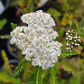 White Achillea Flower Seeds for Planting – Heirloom, Non-GMO Colorful Organic Garden Seeds