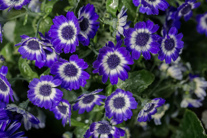 Blue Cineraria Flower Seeds for Planting - Heirloom, Non-GMO, High Germination Organic Garden Seeds