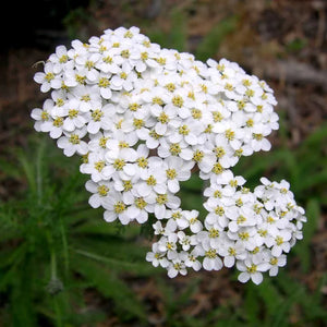 Flower Seeds, Seeds,Seeds For Planting,Plant Seeds