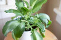 Light Green Kalanchoe Flower Seeds for Planting – Garden Favorite, Heirloom &amp; Non-GMO, High Germination