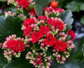 Red Kalanchoe Flower Seeds for Planting – Heirloom, Non-GMO, Cut Flower Favorite Organic Garden Seeds