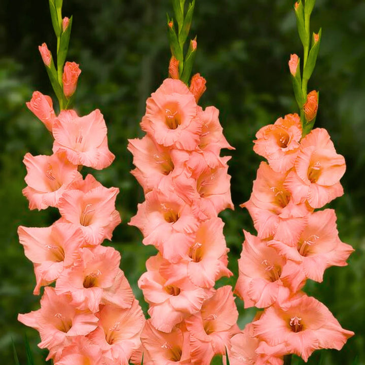 Pink Gladiolus Hybridus Flower Seeds for Planting – Heirloom, Non-GMO, High Germination Organic Garden Seeds