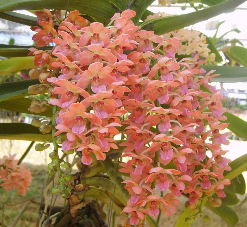 Flower Seeds, Seeds,Seeds For Planting,Plant Seeds