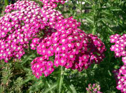 Pink Yarrow Flower Seeds for Planting – Heirloom, Non-GMO, Pollinator-Friendly Garden Seeds