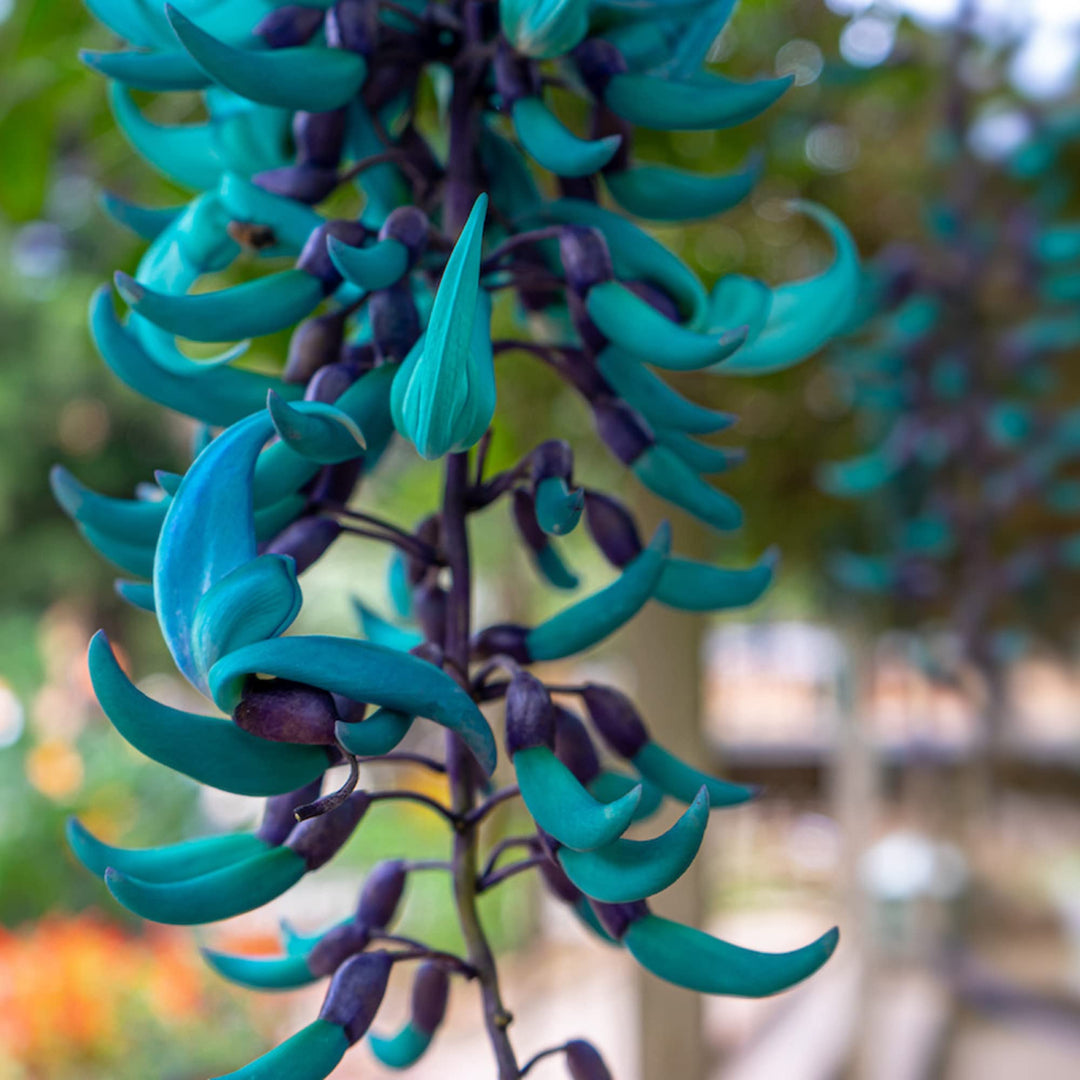 Flower Seeds, Seeds,Seeds For Planting,Plant Seeds