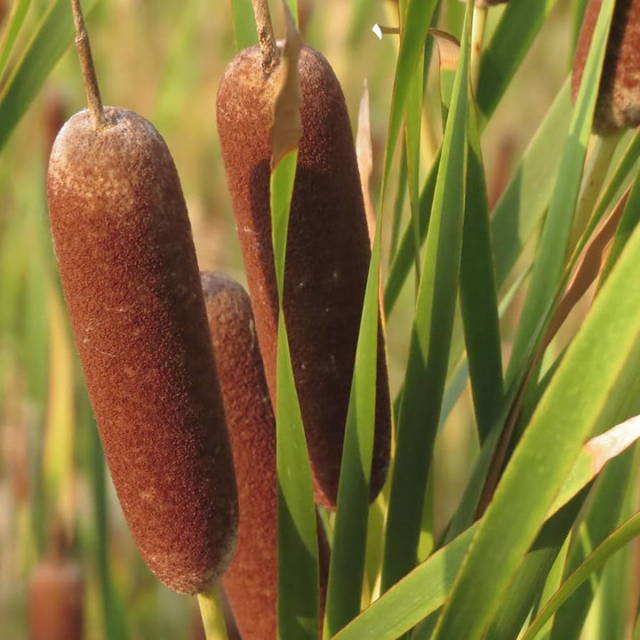 Flower Seeds, Seeds,Seeds For Planting,Plant Seeds