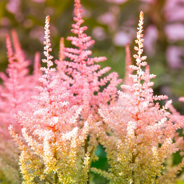 Flower Seeds, Seeds,Seeds For Planting,Plant Seeds