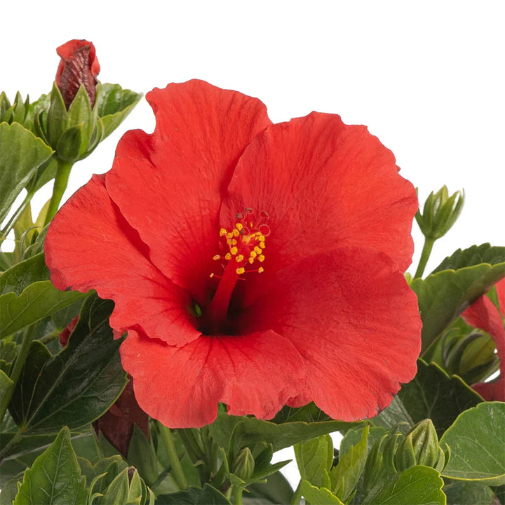 Flower Seeds, Seeds,Seeds For Planting,Plant Seeds