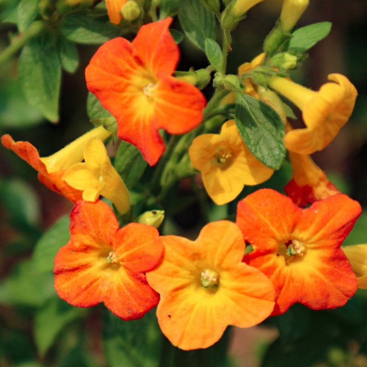 Flower Seeds, Seeds,Seeds For Planting,Plant Seeds