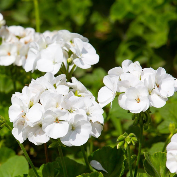 Flower Seeds, Seeds,Seeds For Planting,Plant Seeds