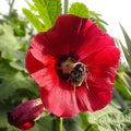 Red Hollyhock Flower Seeds for Planting – Heirloom, Non-GMO Low-Maintenance Organic Garden Seeds