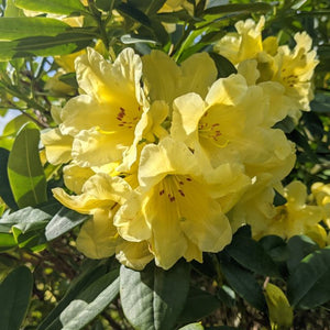 Flower Seeds, Seeds,Seeds For Planting,Plant Seeds
