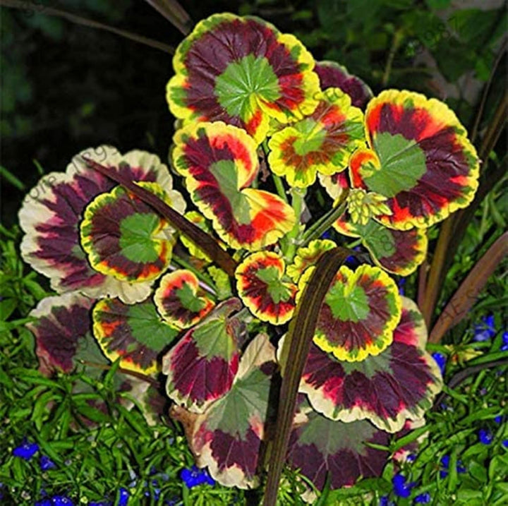 Flower Seeds, Seeds,Seeds For Planting,Plant Seeds