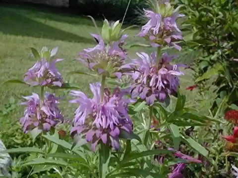 Flower Seeds, Seeds,Seeds For Planting,Plant Seeds