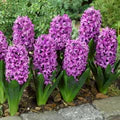Violet Hyacinth Flower Seeds for Planting – Heirloom, Non-GMO, High Germination Organic Garden Seeds