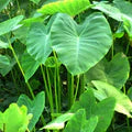 Green Giant Elephant Ear Flower Seeds for Planting – Heirloom, Non-GMO, High Germination Garden Seeds