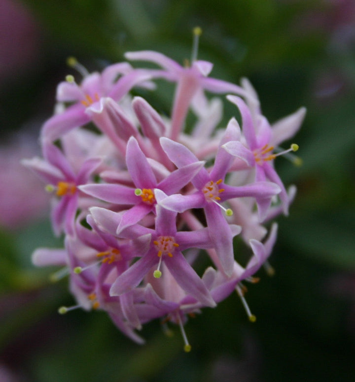 Flower Seeds, Seeds,Seeds For Planting,Plant Seeds
