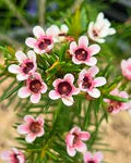 Geraldton’s Flower Seeds for Planting – Heirloom, Non-GMO, Seasonal Bloomer Garden Seeds