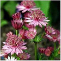 Purple Astrantia Flower Seeds for Planting – Shade Tolerant, Heirloom, Non-GMO, High Germination Organic Garden Seeds