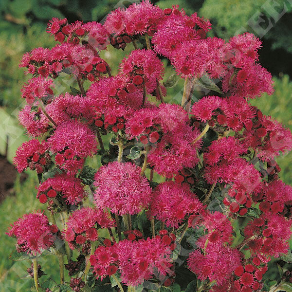 Flower Seeds, Seeds,Seeds For Planting,Plant Seeds