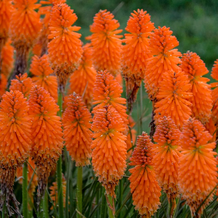 Flower Seeds, Seeds,Seeds For Planting,Plant Seeds