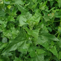 Green Henry Flower Seeds for Planting – Heirloom, Non-GMO, High Germination Organic Garden Seeds