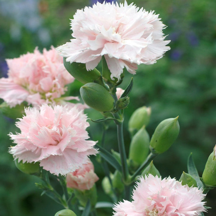 Flower Seeds, Seeds,Seeds For Planting,Plant Seeds