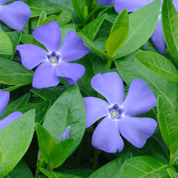 Flower Seeds, Seeds,Seeds For Planting,Plant Seeds