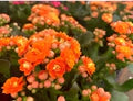 Red Yellow Kalanchoe Flower Seeds for Planting – Heirloom, Non-GMO, Hardy Organic Garden Seeds