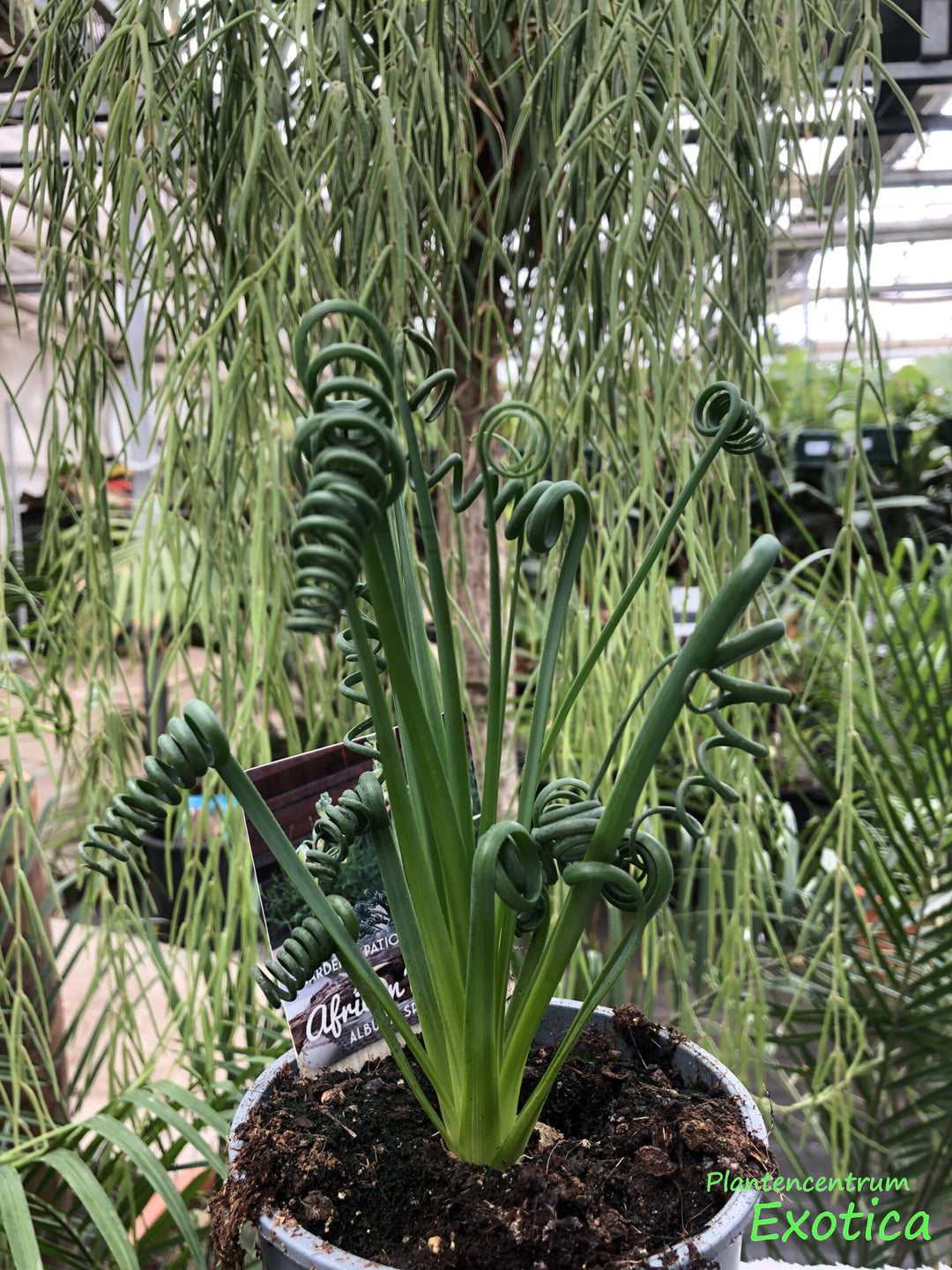 Curly Twisted Plant Seeds for Planting – Heirloom, Non-GMO, High Germination Organic Garden Seeds