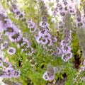 Purple Pennyroyal Flower Seeds for Planting – Heirloom, Non-GMO, High Germination Organic Garden Seeds