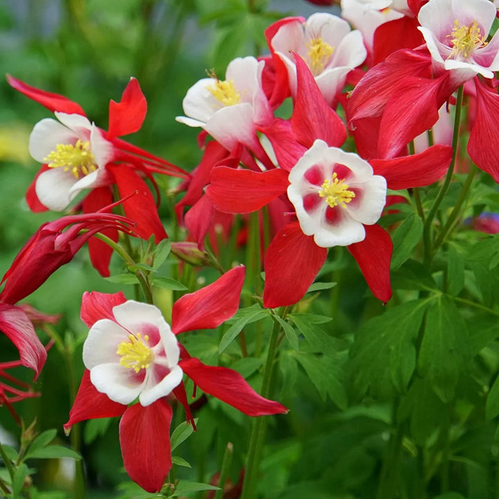 Flower Seeds, Seeds,Seeds For Planting,Plant Seeds