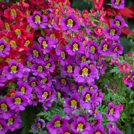 Flower Seeds, Seeds,Seeds For Planting,Plant Seeds