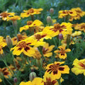 Marigold Marietta Flower Seeds for Planting – Heirloom, Non-GMO, High Germination Organic Garden Seeds
