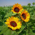 Yellow Sunflower Flower Seeds for Planting – Heirloom, Non-GMO Easy-to-Grow Organic Garden Seeds