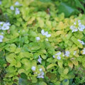 Green Veronica Repens Flower Seeds for Planting – Heirloom, Non-GMO, High Germination Garden Seeds