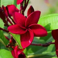 Red Frangipani Flower Seeds for Planting – Heirloom, Non-GMO, High Germination Organic Garden Seeds