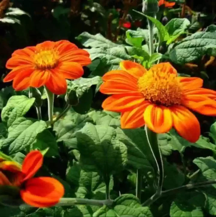 Tithonia Flower Seeds for Planting – Heirloom, Non-GMO, Cottage Garden Essential