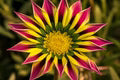 Pink Yellow Gazania Flower Seeds for Planting - Heirloom, Non-GMO, High Germination Organic Garden Seeds