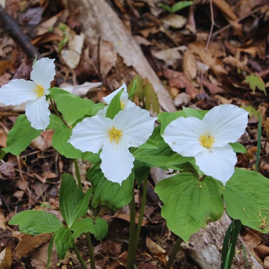 Flower Seeds, Seeds,Seeds For Planting,Plant Seeds