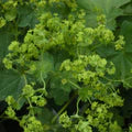 Green Alchemilla Mollis Flower Seeds for Planting – Heirloom, Non-GMO, High Germination Garden Seeds