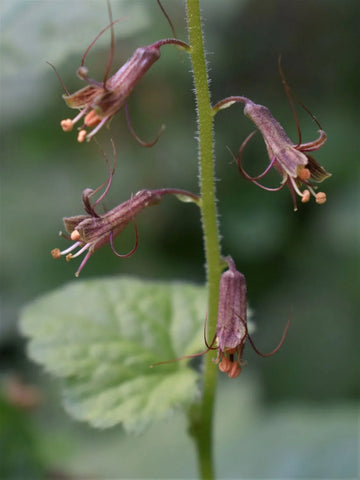 Flower Seeds, Seeds,Seeds For Planting,Plant Seeds