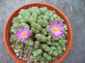 Green Conophytum Ernianum Flower Seeds for Planting – Heirloom, Non-GMO Vibrant Organic Garden Seeds