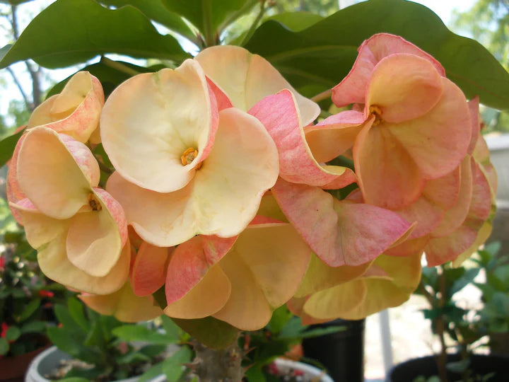 Pale Pink Euphorbia Milii Flower Seeds for Planting Heirloom Non-GMO High Germination Organic Garden Seeds