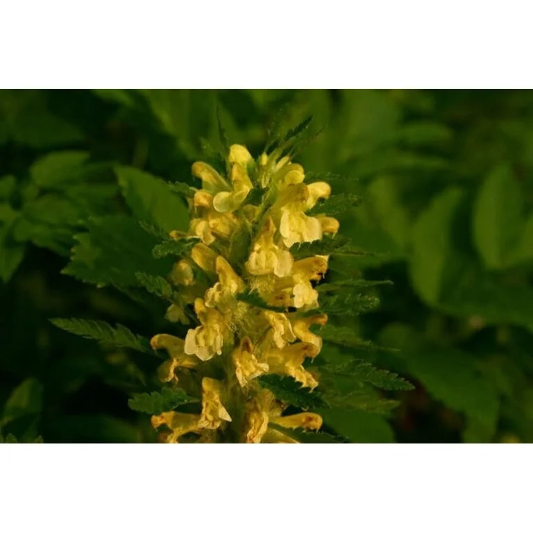 Yellow Pedicularis Lanceolata Flower Seeds for Planting – Heirloom, Non-GMO, High Germination Organic Garden Seeds