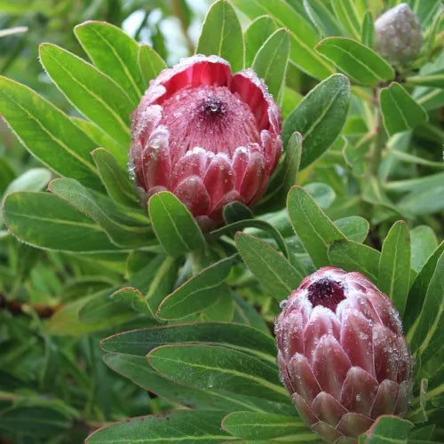 Pink Protea Flower Seeds for Planting – Heirloom, Non-GMO, High Germination Organic Garden Seeds