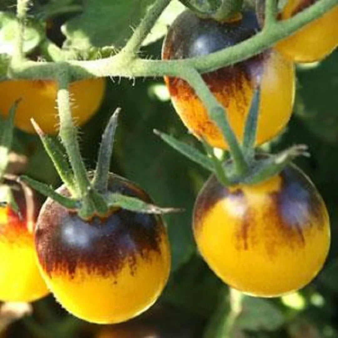 Yellow Brown Tomato Seeds for Planting – Heirloom Non-GMO Unique Vegetable – Organic Garden Seeds, High Germination